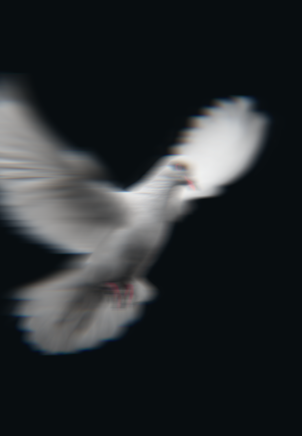 White dove photographed up close against a dark background